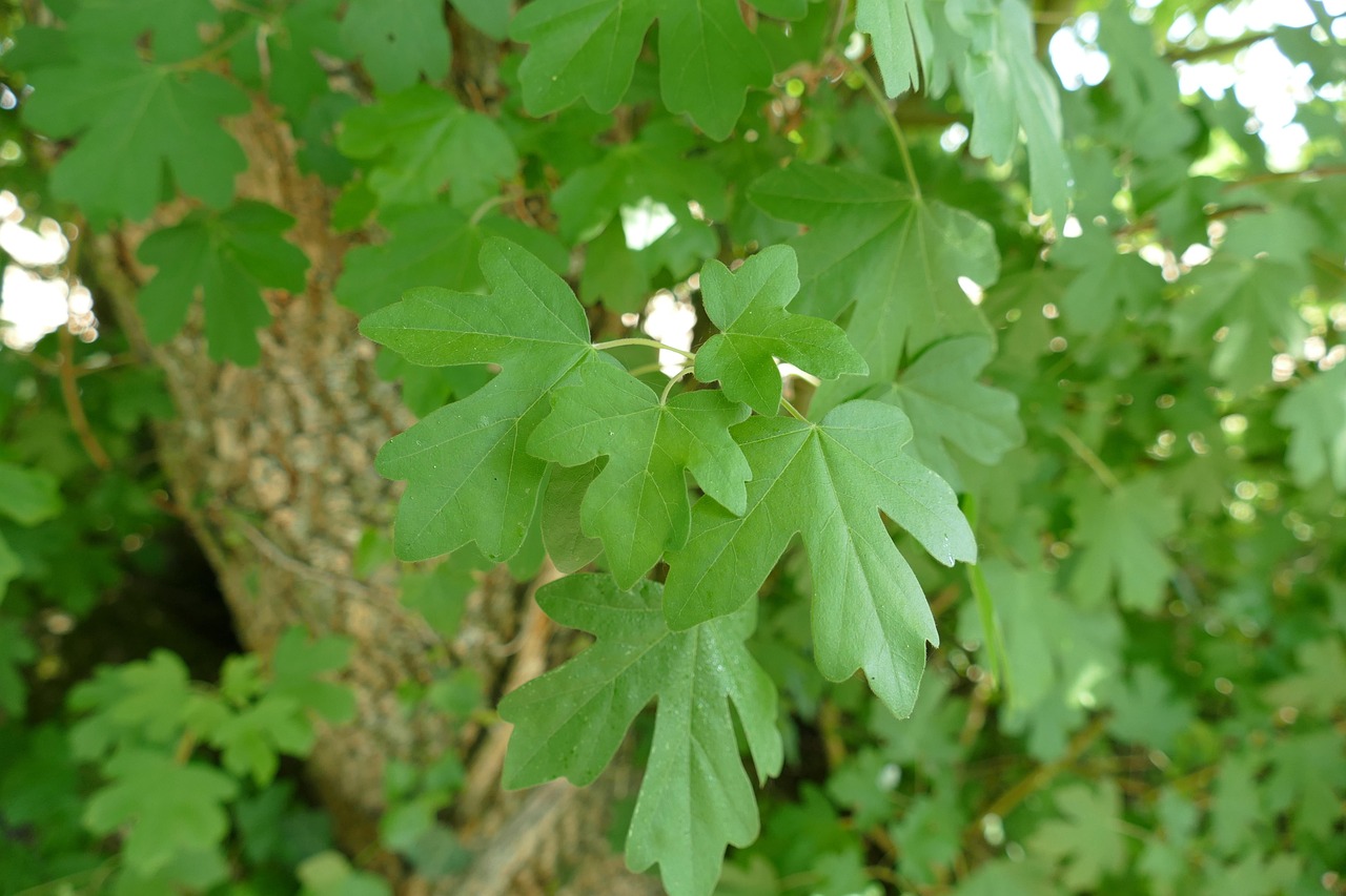 Feuille Arbre Tree - Free photo on Pixabay - Pixabay