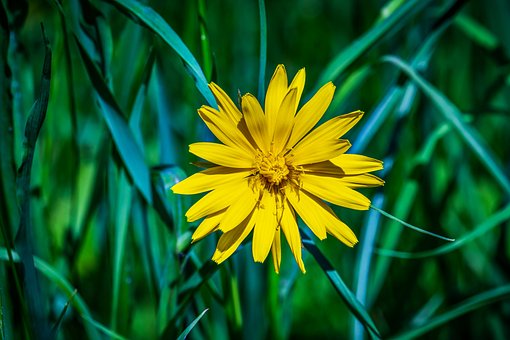 Free Arnica Flower Wallpaper photo and picture