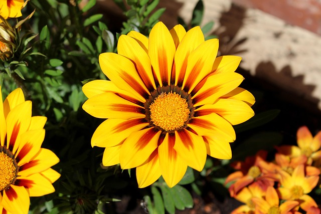 Mittagsblume, Blüte, Sonne, Gelb, Orange