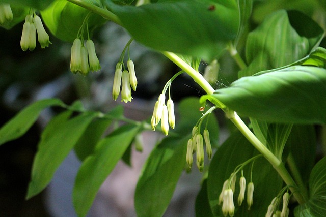 Blume, Weiß, Lichtspiel