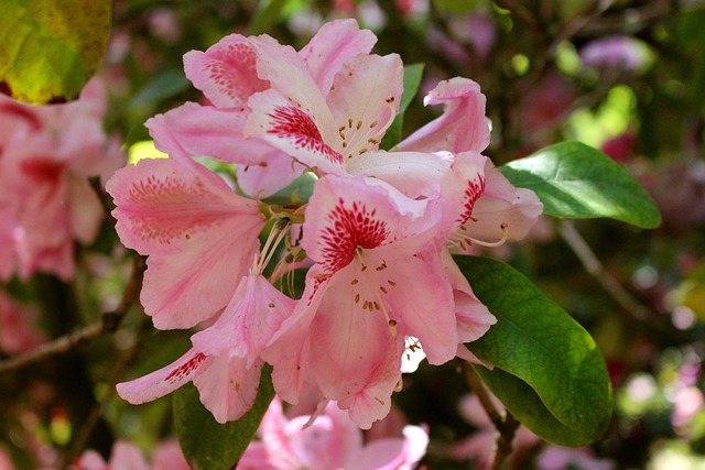 Rhododendron, Blüte, Rosa