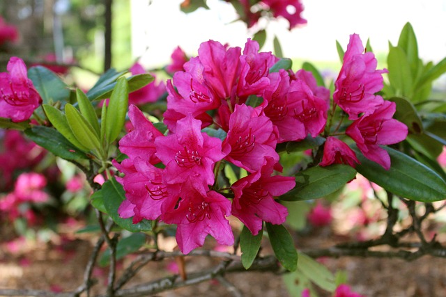 Rhododendron, Blüte, Rosa