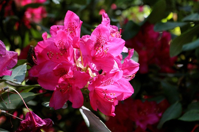 Rhododendron, Blüte, Rosa