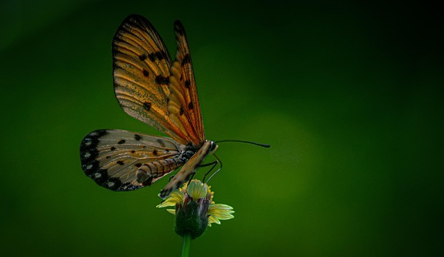 Schmetterling, Insekt, Natur