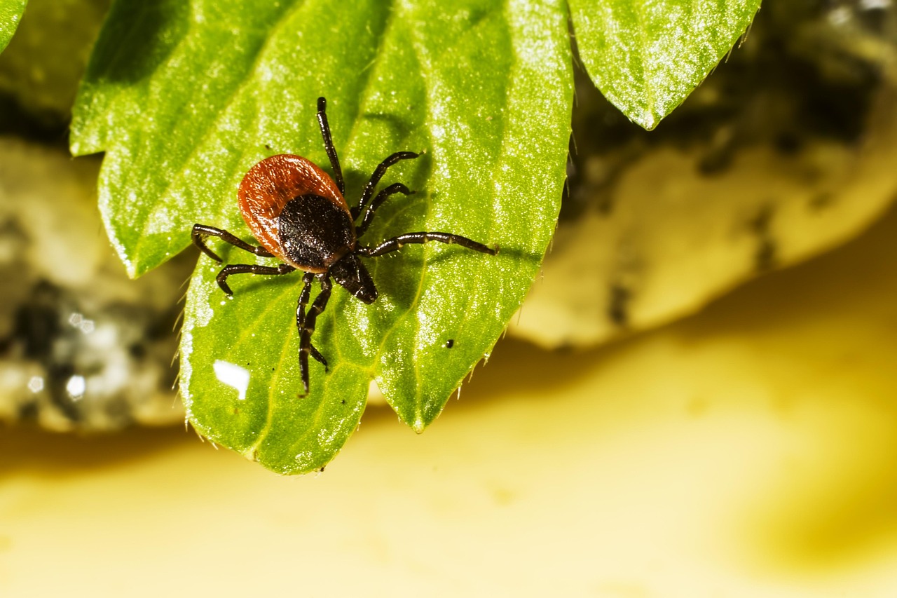 Ixodes Ricinus Mamona Carrapato - Foto gratuita no Pixabay - Pixabay