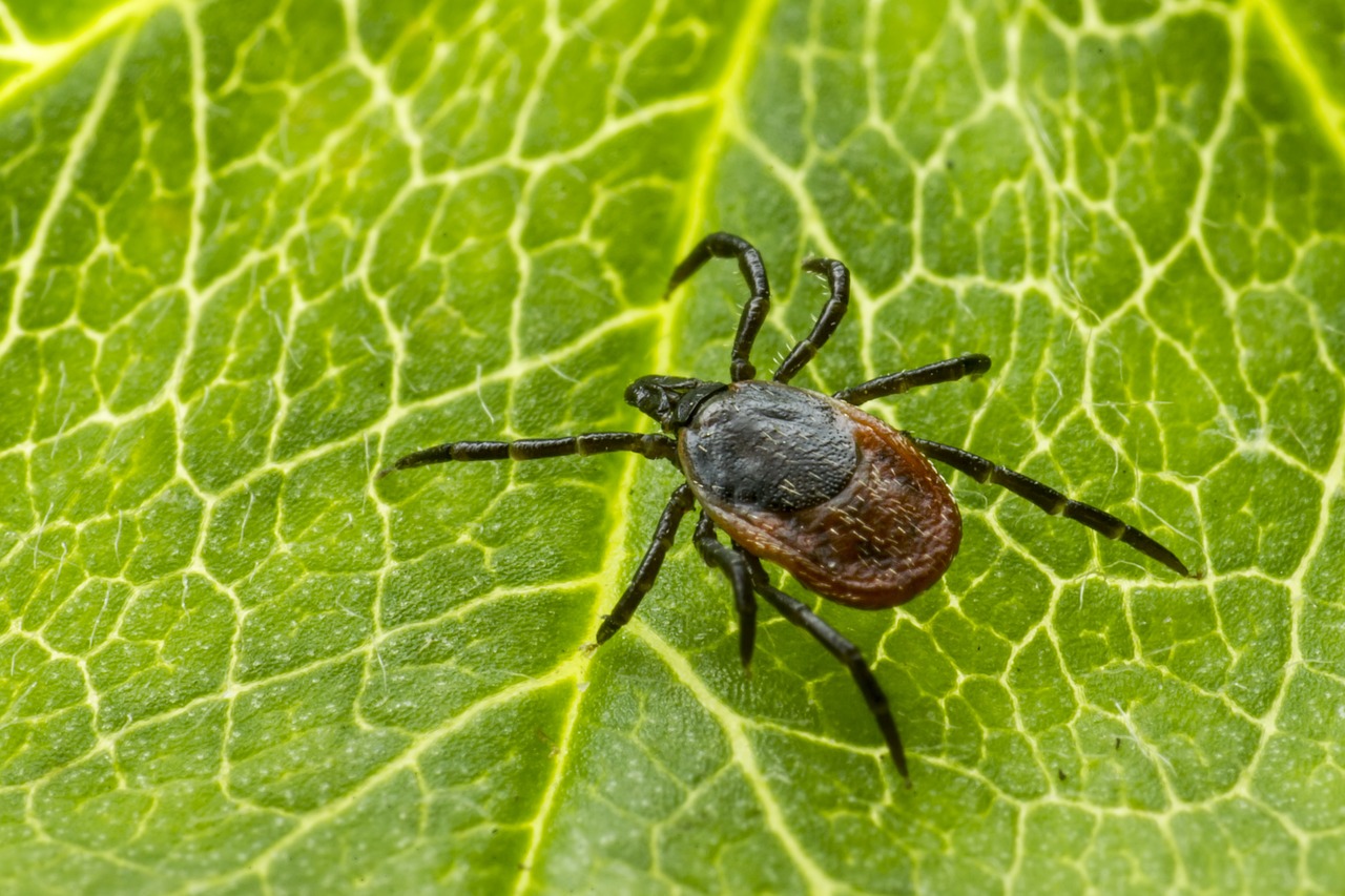 Ixodes Ricinus ヒマシティック ダニ - Pixabayの無料写真 - Pixabay