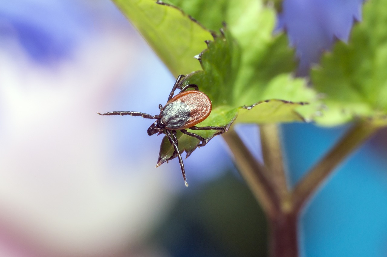 Ixodes Ricinus Castor Bean Tick - Free photo on Pixabay