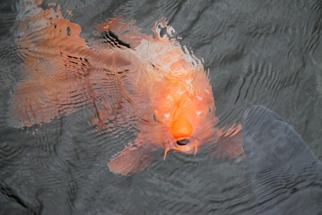 Free Koi Fish Lake Ashinoko photo and picture