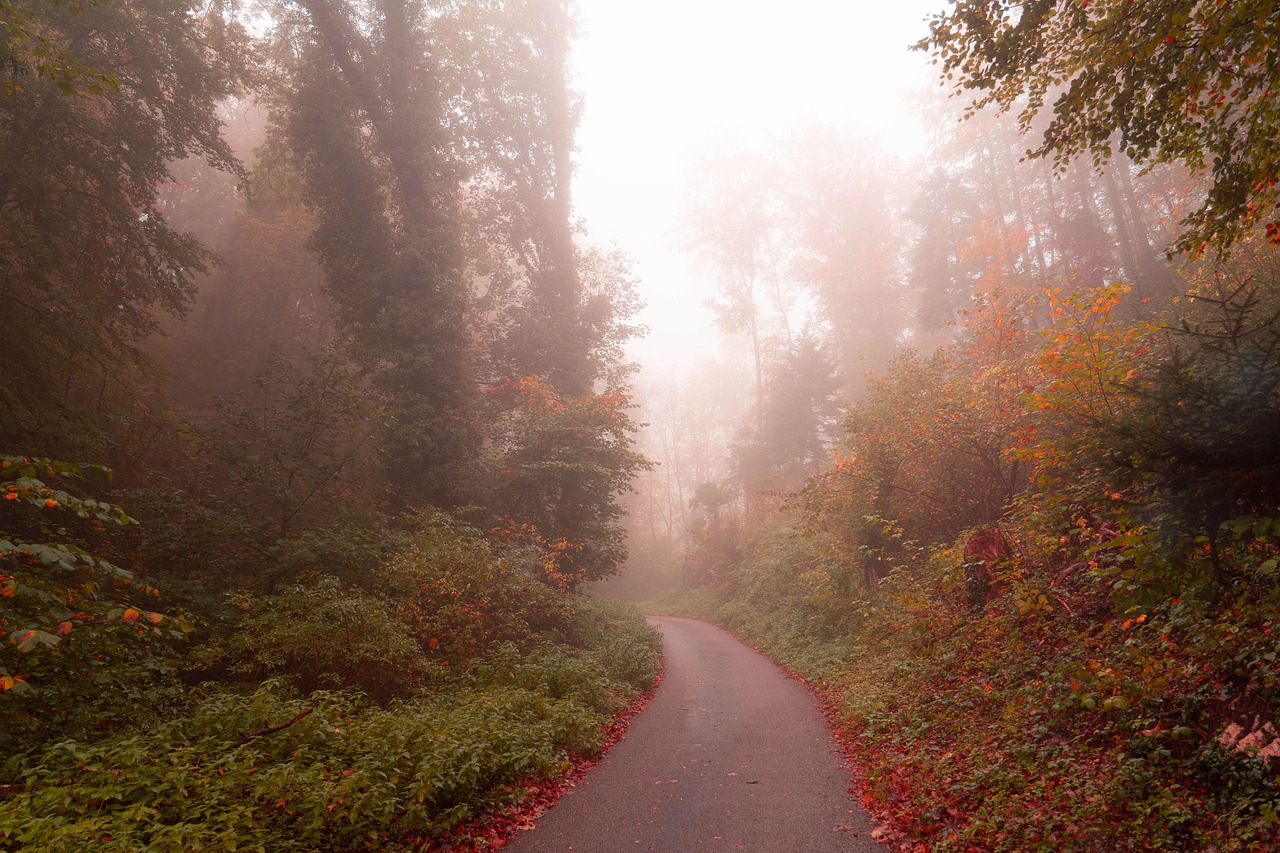 Suisse Tombe Forêt Photo gratuite sur Pixabay Pixabay