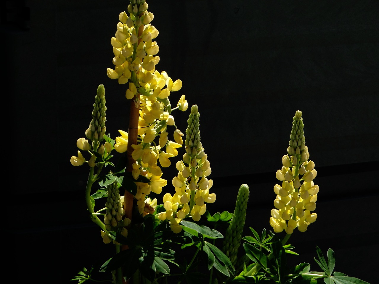 Blommar Blomma Gul - Gratis foto på Pixabay - Pixabay