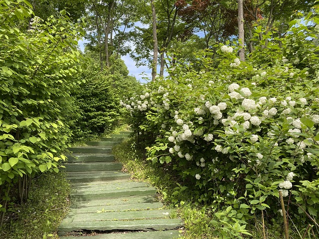 Free Landscape Stairs photo and picture