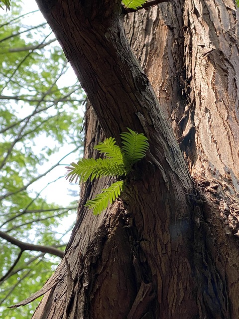 Free Tree Bud photo and picture