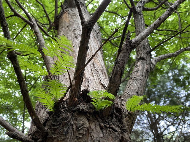 Free Tree Bud photo and picture