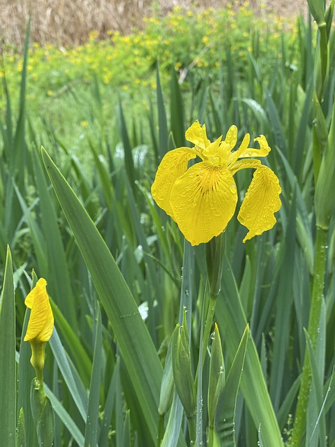 Free Iris Flower photo and picture