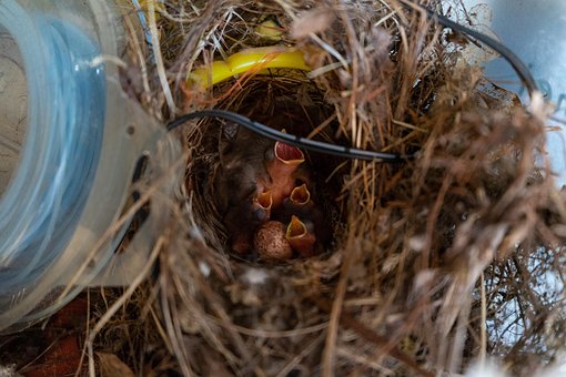 Free Baby Bird photo and picture