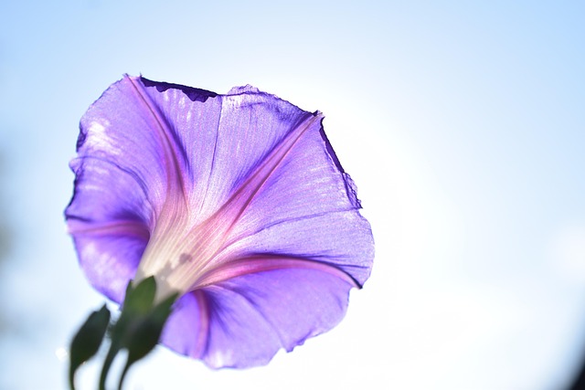 Gebrechlich, Blume, Winde, Lila