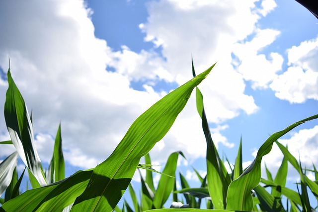 Mais, Feld Mais, Landwirtschaft, Grün