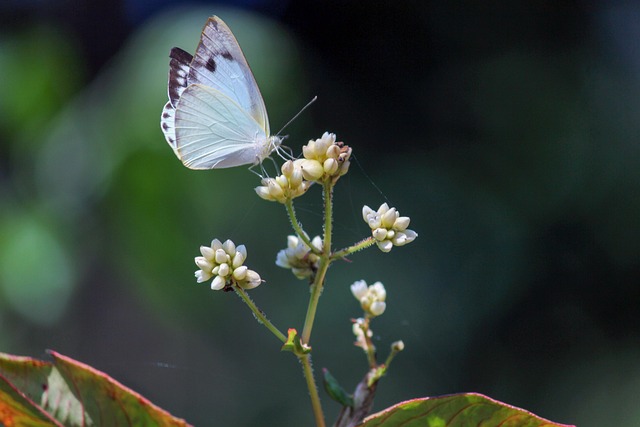 Free Butterfly Flowers photo and picture