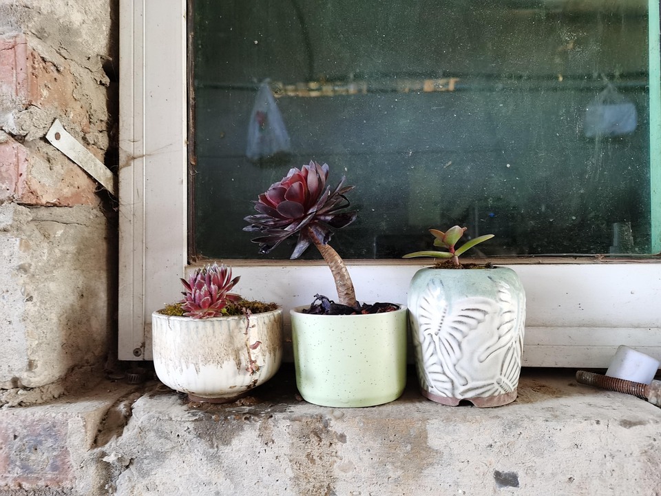 Succulent Plant Flower Pot - Pixabay上的免费照片 - Pixabay