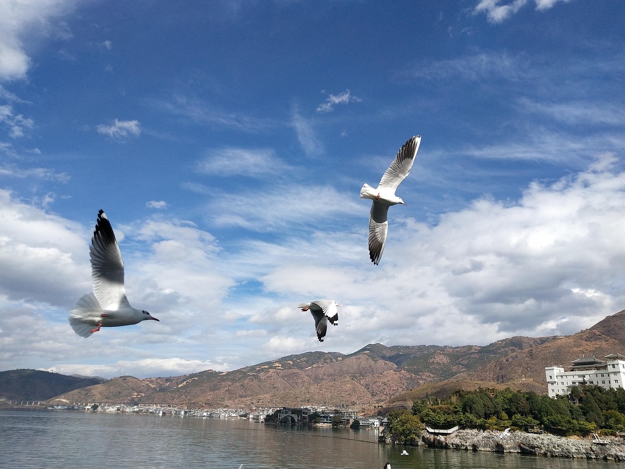 Camar Burung - Foto gratis di Pixabay - Pixabay