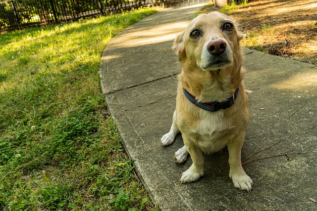 Free Corgi Mix Beagle Mix photo and picture