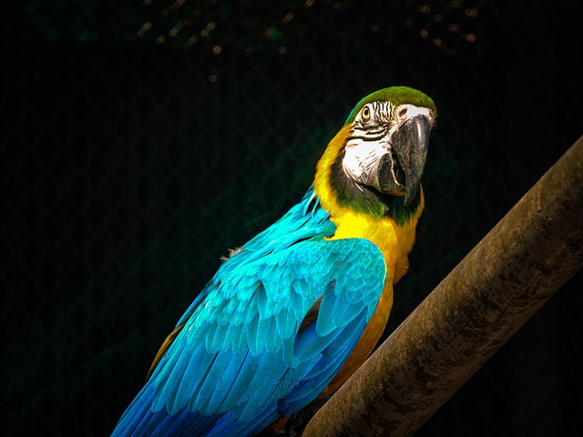 Papagaio, Fotografia, Natureza, Pássaro