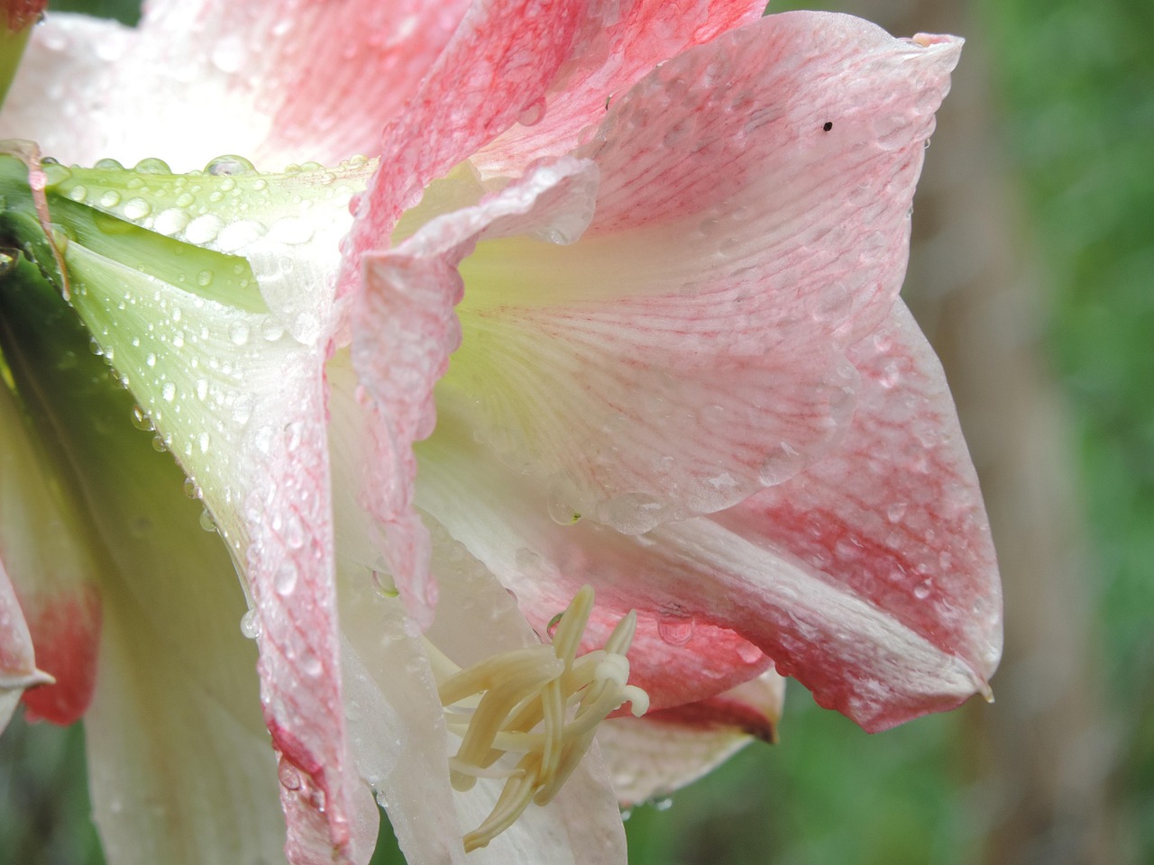 amaryllis flower, bulb, plant, bloom, nature, blossom, green