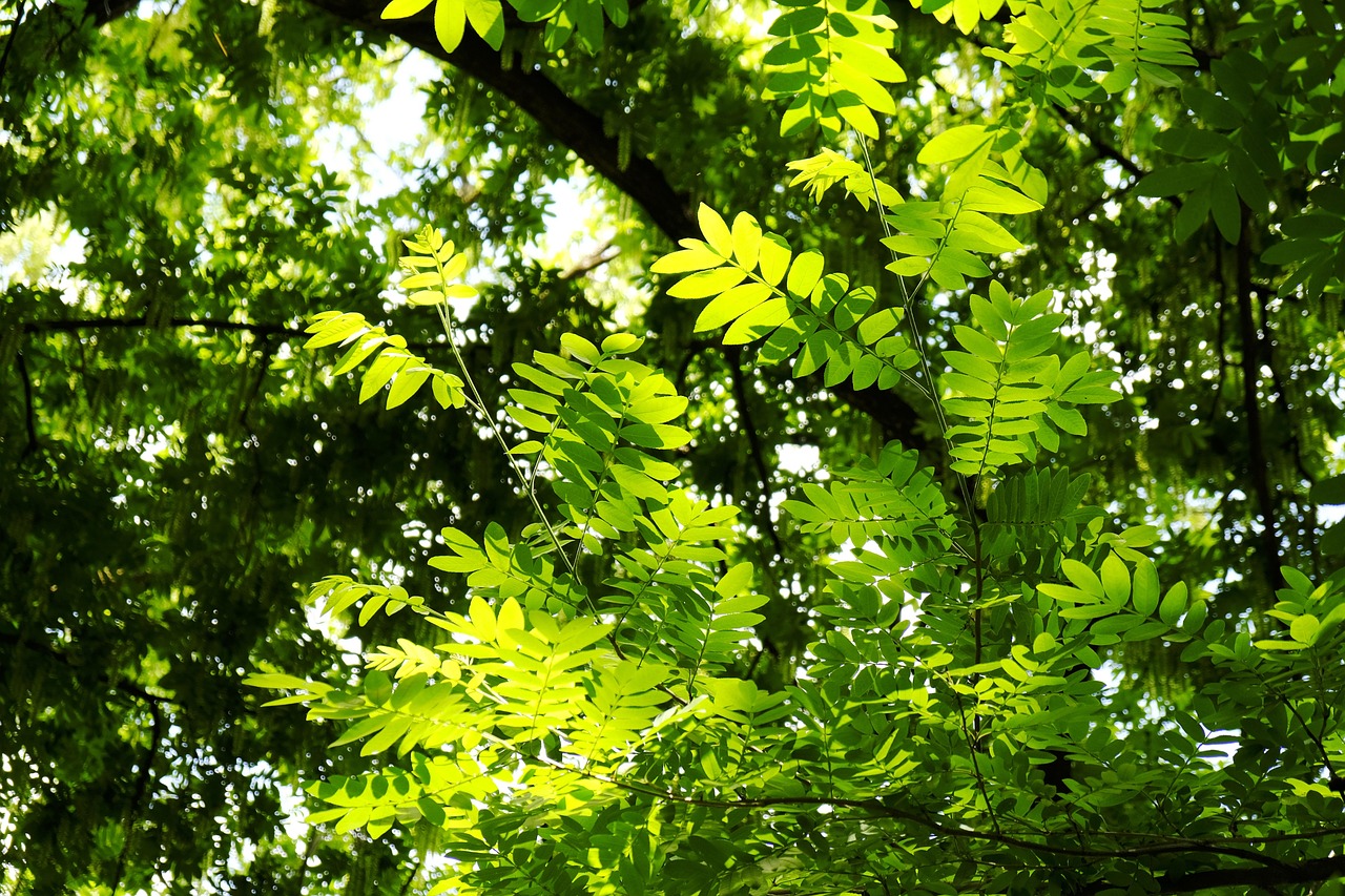 Des Arbres Les Feuilles Arbre Photo Gratuite Sur Pixabay Pixabay