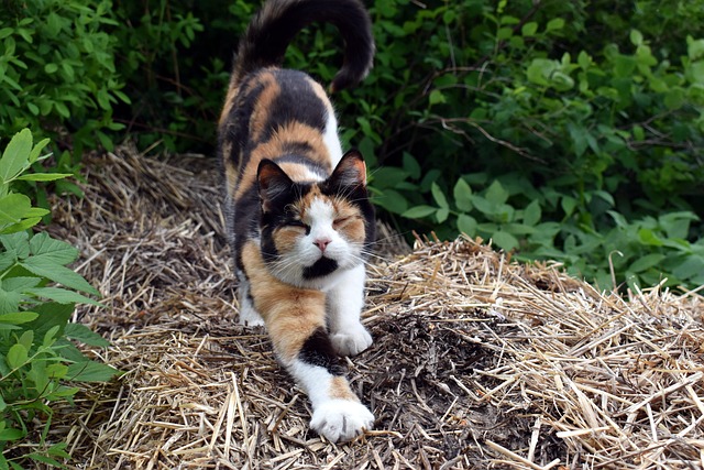 Free Cat Stretch photo and picture