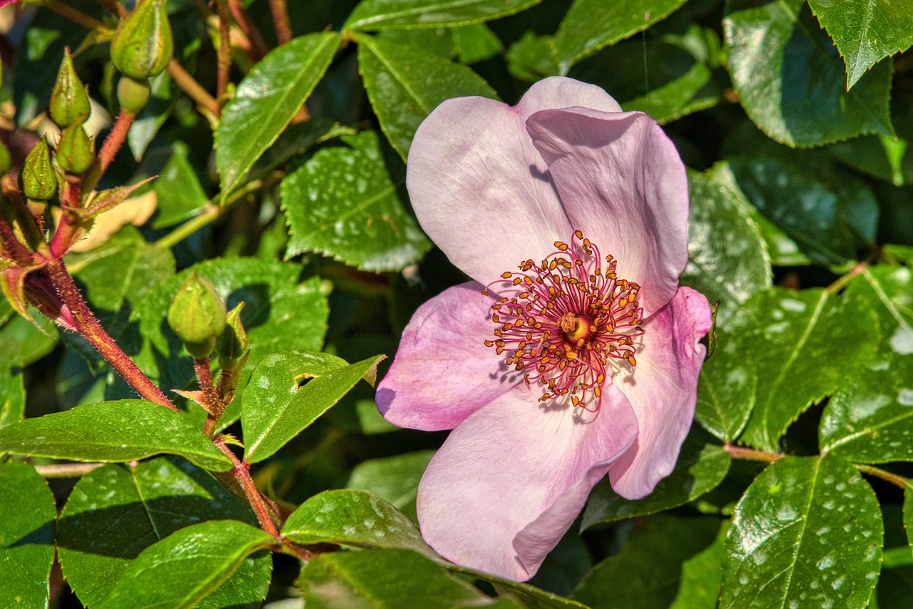 玫瑰花 开花 玫瑰 - Pixabay上的免费照片 - Pixabay