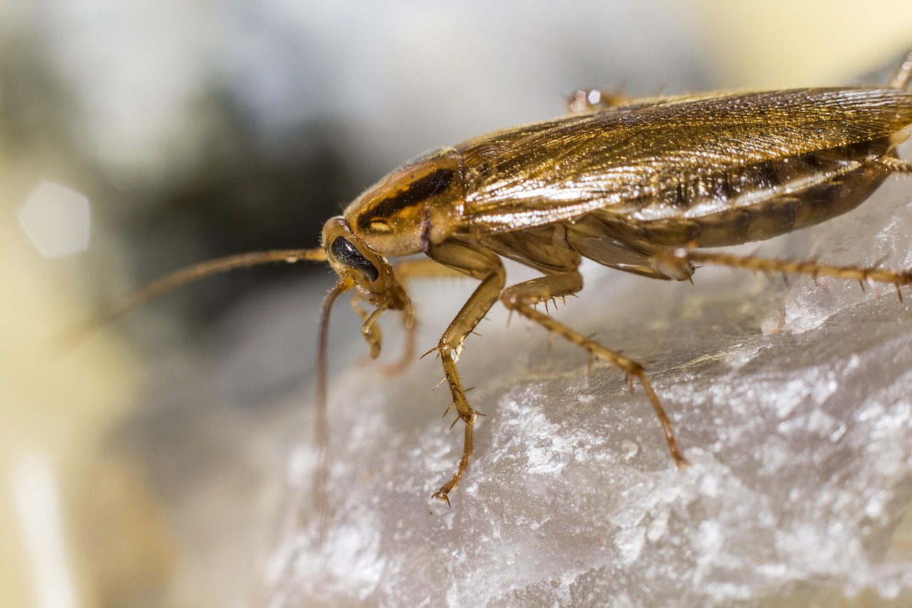 Blattella Germanica Pixabay Pixabay