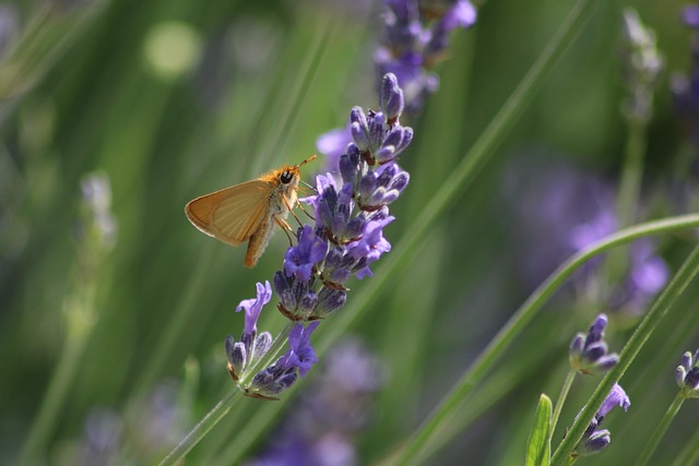 Free Small Skipper Skipper photo and picture