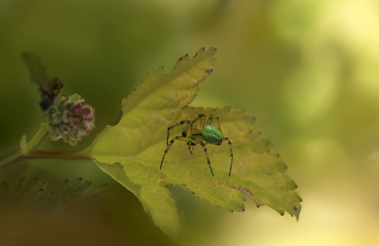 Spring Insects Spider Insect Spider Spider'S Web - Free photo on Pixabay - Pixabay