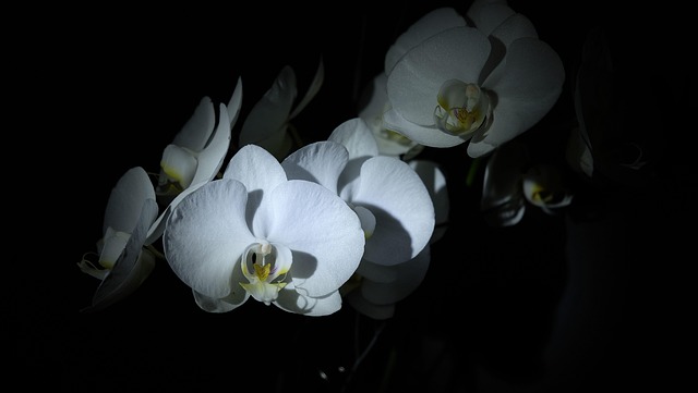 Free Flower Photo Box photo and picture