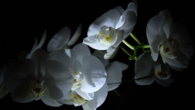 Free Flower Light Tent photo and picture