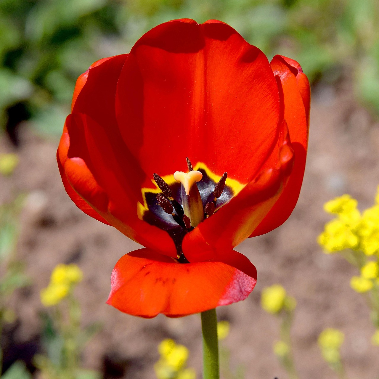 Tulipe Rouge Jaune La Photo Gratuite Sur Pixabay Pixabay