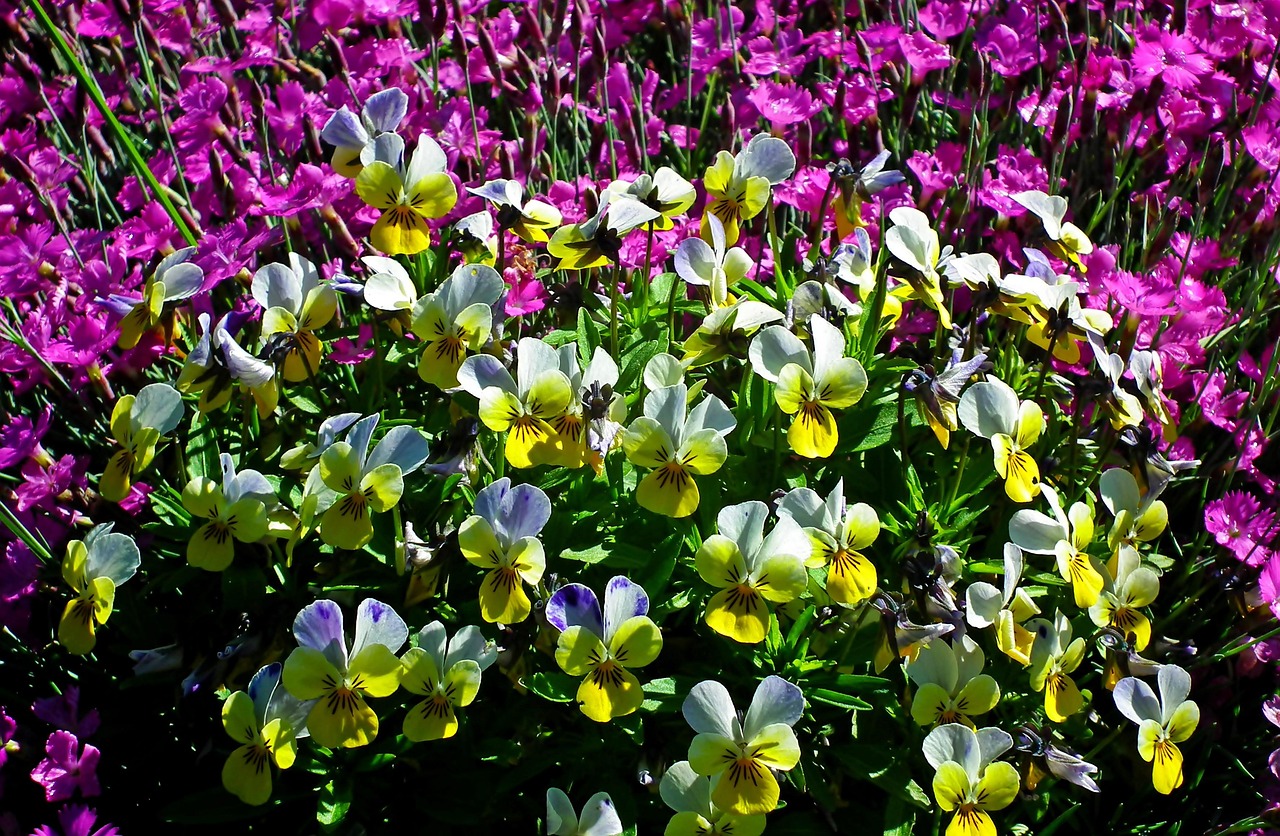 Pansies Gożdziki Flowers Free photo on Pixabay Pixabay