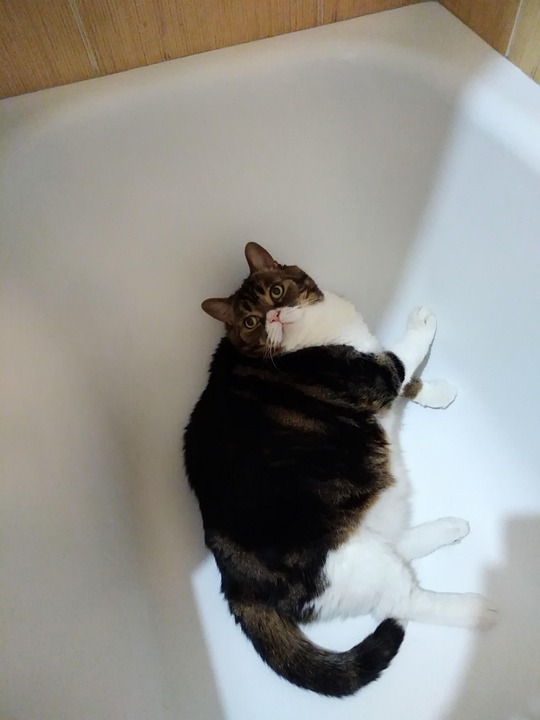 The Cat In Bathroom Is Free photo on Pixabay Pixabay