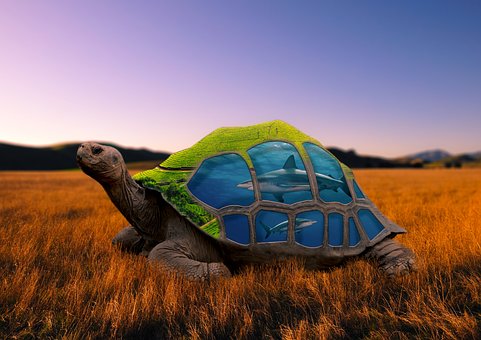 Free Creative Editing Turtles photo and picture