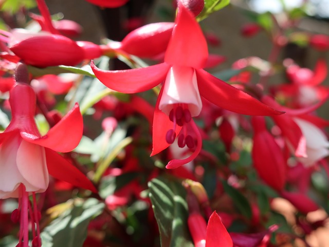 花红 风铃草 - Pixabay上的免费照片 - Pixabay