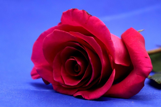 Free Rose Flower photo and picture