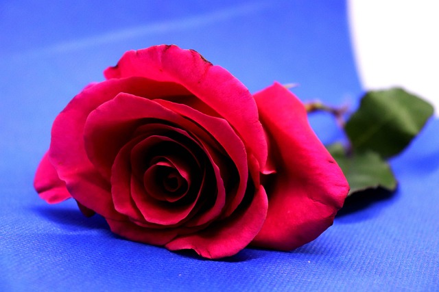 Free Rose Flower photo and picture