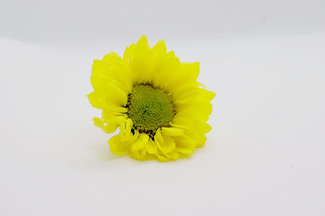Free Flower Yellow photo and picture