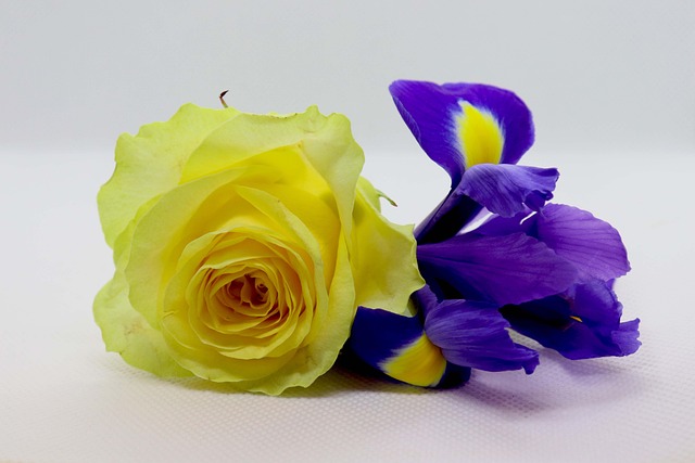 Free Flowers Rose photo and picture