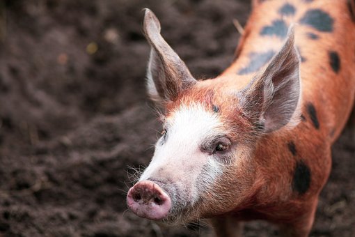 Free Mini Pig Domestic Pig photo and picture