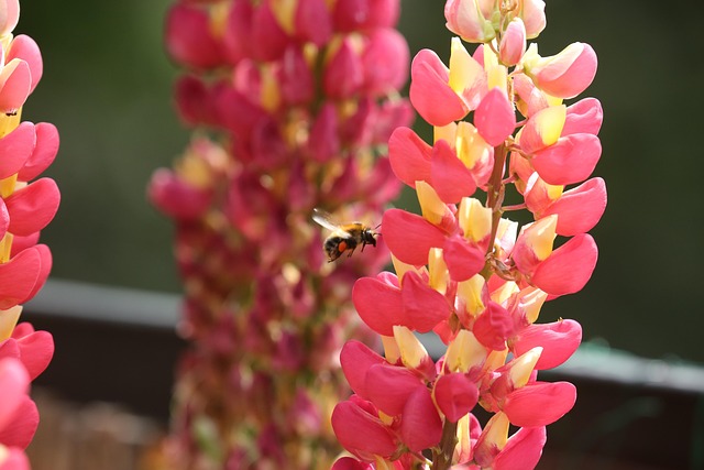 Free Animal Bumblebee photo and picture