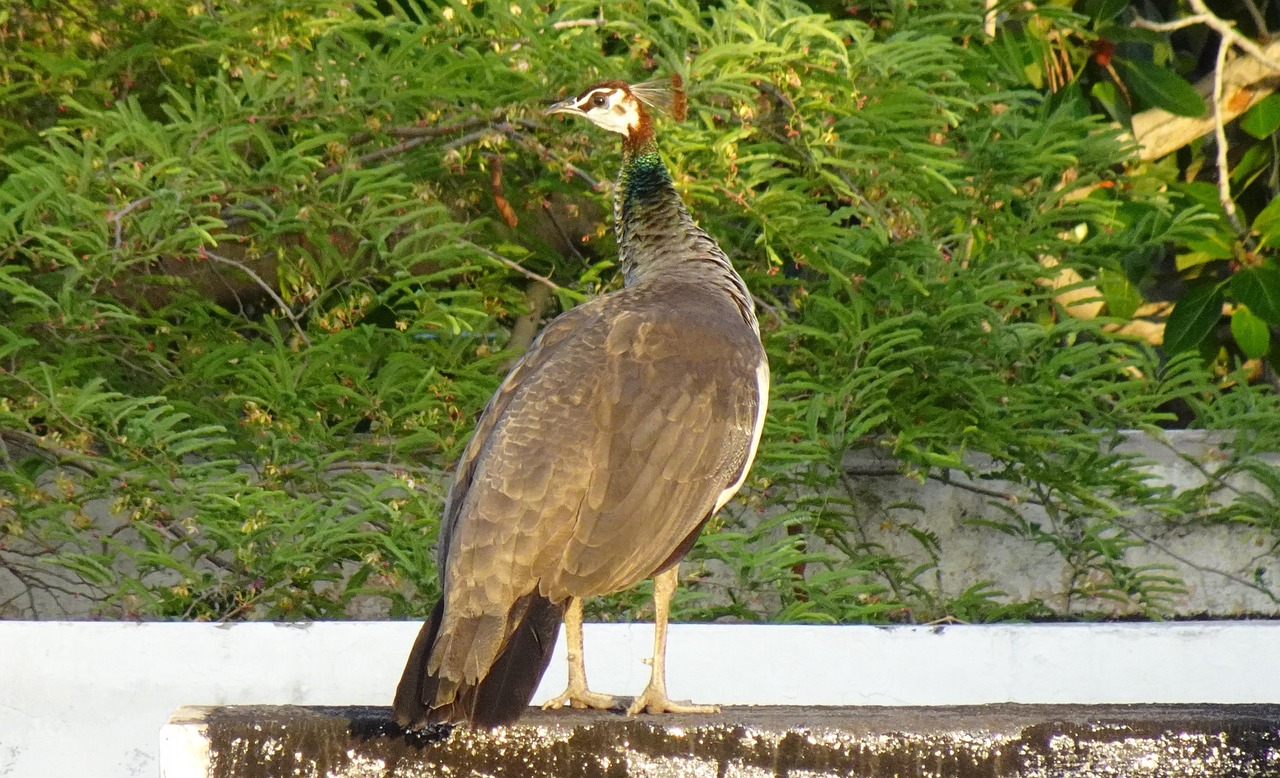 Pájaro Pava Real Pavo - Foto gratis en Pixabay