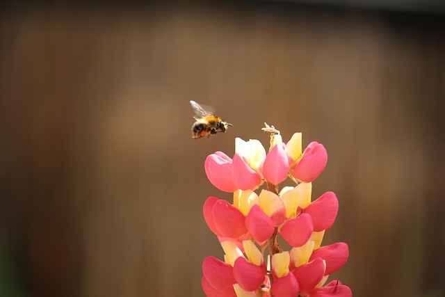 Free Bumblebee Animal photo and picture