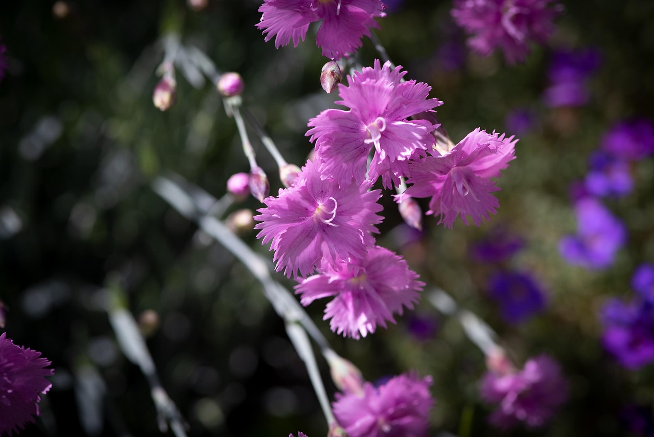 Fleur Clou De Girofle Fleurs Photo gratuite sur Pixabay Pixabay — free download