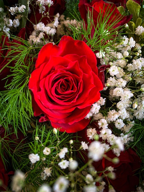 Free Rose Flower photo and picture